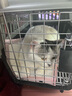 普安特宠物猫咪驱虫药驱虫体内体外驱虫跳蚤犬虱非泼罗尼爱滴克套装 实拍图