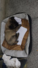 珑小宠狗窝猫窝宠物窝夏天季舒适透气四季通用保暖狗垫大型犬小型犬 灰色S号10斤内 实拍图