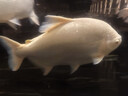 得力（deli）36色水溶性油画棒可水洗不脏手蜡笔炫彩棒套装幼儿画画儿童彩绘涂色美术国庆出游礼物学生国庆出游 实拍图
