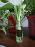 舒居 茶香无火香薰(两瓶装)室内卧室房间厕所香氛精油空气清新剂490ml 实拍图