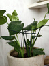 九千谷植物支撑架园艺花架阳台花园绣球月季爬藤 半圆25*40CM 3对装6409 实拍图