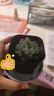 采缇（CAITI）【万人选购】多肉植物带盆 水晶玉露多肉植物幼儿园盆栽 精品蓝镜玉露1颗 原盆原土 实拍图