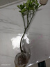 CHUANGSHIJI沙糖桔树苗南方北方种植橘子树苗柑桔果树果苗嫁接砂糖地栽盆栽 3年苗 (当年结果) 81cm(含)-110cm(含) 实拍图