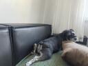 皇家狗粮 成犬狗粮 犬粮 宠物小型犬 PR27 全价犬粮≥10月8KG 实拍图