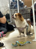 网易严选犬粮 全价冻干三拼鸡肉狗粮幼犬成犬小型犬中大型犬通用金毛 2kg 实拍图