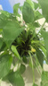 双盟绿萝盆栽除甲醛花卉绿植办公室新房净化空气180加仑4盆装源头直发 实拍图