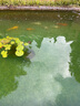 森森（SUNSUN）鱼池过滤器鱼缸过滤桶水池循环设备池塘过滤系统 【自动清洗】CPA30立方升级款套餐 实拍图