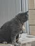 阿飞和巴弟纯条猫咪零食0添加成猫幼猫湿粮包猫咪流质零食布丁混合口味猫条 【零食】纯肉猫条混合口味15g*48 实拍图