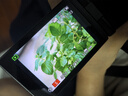 松下（Panasonic）G100D 微单/单电/无反学生入门数码照相机 vlog拍摄 自拍翻转屏 三麦克风多方位收音 M4/3画幅 G100D丨【25mmF1.7】白盒定焦套装 实拍图