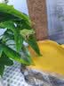 Barbarous Growth玻璃爬缸蜥蜴蛇甲虫乌龟陆龟爬宠爬虫角蛙饲养箱盒专用缸爬宠饲养 BT-03(20*20*30)【磁吸不跑蛇】 实拍图
