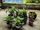 种花迷君子兰盆栽老苗带花苞四季好养多肉花卉绿植物室内圆头和尚大小苗 君子兰大苗灿烂10-12片+肥料 不含盆 实拍图
