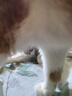 素力高（SolidGold）进口高蛋白金装金素鸡长肉营养成猫幼猫猫粮12磅/5.44kg 实拍图