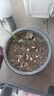猕猴桃苗正宗红心猕猴桃当年结果阳台庭院南北方种植果树苗大全 红肉红心 当年小弱苗 实拍图