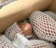 京鲜生 山东 白蜜红薯 白哈蜜 蜜薯 5斤 新鲜蔬菜 实拍图