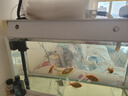 博宇（BOYU）鱼缸过滤器三合一增氧泵水族箱打氧过滤桶迷你循环潜水泵充氧一体 PGB-1000(长60到1米缸) 实拍图