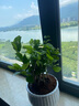 开时果 茉莉花盆栽浓香型 桌面绿植物阳台花卉树苗盆景摆件源头直发包邮 精品茉莉花5-10株【花瓣瓷盆】 实拍图