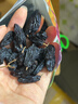 沙漠玉珠（SHAMOYUZHU）25新货特等黑加仑葡萄干黑玫瑰特产非黑加仑零食新疆吐鲁番厂家 特级葡萄干1斤【B款】 实拍图