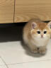 涴喵 纯种宠物猫咪活体金银渐层幼猫全程辅助养猫签订合同双重保障 宠物级 金渐层猫 实拍图