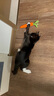 欢宠网猫玩具猫咪磨牙棒逗猫棒猫薄荷自嗨解闷耐咬神器猫猫小猫幼猫宠物 实拍图