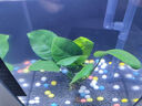 异景园鱼缸水族箱造景水榕沉木活体水草淡水无土植物后景真水草净水增氧 单头大叶榕沉木 实拍图