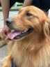 伯纳天纯中/大型犬全价成年犬粮金毛宠物主粮羊肉蔓越莓15kg/30斤 实拍图