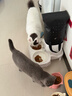 霍曼（Homerun）宠物智能自动喂食器猫粮狗粮定时猫咪自动投食机陶瓷双碗增高版 实拍图