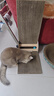 疯狂的主人猫抓板窝碗形大号猫抓盆不掉屑猫窝宠物猫玩具瓦楞纸猫爪板 实拍图