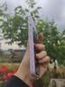 圣图朗液态小羊皮草莓小熊适用iphone17promax苹果15手机壳13新款14plus高级感女12全包16卡通男11保护套 液态小羊皮草莓小熊-草紫色 iPhone 13 Pro 实拍图