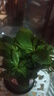 开时果 栀子花盆栽浓香型四季开花卉 阳台花卉好养绿植物源头直发包邮 加仑盆【90#栀子花】 实拍图