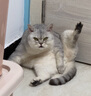 雪貂留香宠物沐浴露 猫咪免水洗泡泡浴液免洗泡泡慕斯猫用520mL 实拍图