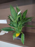 【热销款】白掌一帆风顺盆栽水培植物室内花绿植红掌发财树吸甲醛 特级白掌10-12株带花【基地原盆原土】 实拍图