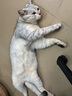 腆宠宠物航空箱小号 猫咪航空箱猫狗 猫包猫笼外出车载猫箱狗狗托运 实拍图