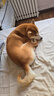 Orijen渴望狗粮 成犬幼犬无谷天然鸡肉进口全价通用犬粮11.4kg效期26/2 实拍图