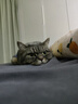 VetWiz新西兰进口辅酶Q10猫咪狗狗宠物专用保护心脏肥大护心猫狗通用 2瓶改善装【养心护心】 进口辅酶Q10【养护心脏】 实拍图