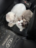 猫人（MiiOW）胸贴女婚纱乳贴隐形文胸聚拢透气防滑泳衣内衣大小胸防凸点 实拍图