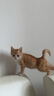 麦富迪猫粮 超肉粒冻干双拼成猫粮美毛护肠胃 三文鱼10kg/20斤 实拍图
