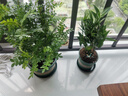 京云梦清香木盆栽胡椒木防蚊虫驱蚊草土培好养绿植室内塑料盆源头直发 实拍图