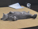 皇家猫粮挑嘴营养成猫全价粮优选营养配方维持健康体重 ES35-口感型10kg 实拍图