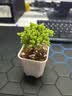 多肉组合盆栽阳台盆栽喜阳植物新手福利按图发货品种花卉好养 蜜桔糖球【4-6里米】塑料盆栽好 实拍图