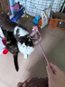 【京东快递】仙女逗猫棒猫咪玩具带铃铛逗猫神器耐咬羽毛逗猫棒 丝带蓝色款1支 实拍图