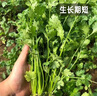 凤鸣雅世四季香菜籽种大小叶蔬菜种孑新老品种香菜籽四季香菜种子10克 实拍图