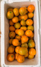 田良季广西金桔融安脆皮桔蜜新鲜滑皮水果生鲜小橘子送礼品礼物盒年货节 3斤装【尝鲜】净重2.5斤 优选果丨35-40枚/斤左右丨较甜 实拍图