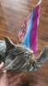 伟嘉幼猫猫粮夹心粮 全价粮1.2kg海洋鱼味 布偶蓝猫橘猫英短猫咪 实拍图