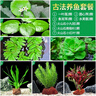疯狂水草浮萍水草鱼缸造景水生植物古法鱼缸水草真水草净化1 源头直发包邮 实拍图