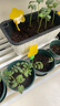 美乐棵蔬果种菜营养土园艺种植土花土肥料蔬菜水果种菜土40L 实拍图