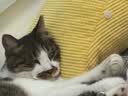 玫斯（metz）云朵主食罐宠物猫粮猫零食  美毛猫粮零食罐头布偶白猫粮罐 兔肉配方 85g*4罐 实拍图