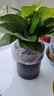 特价绿萝盆栽室内客厅办公室吸甲醛净化空气水培植物绿植花卉好养 【1盆】绿萝+轻奢灰色繁星吸水盆 整体含盆高度20-25cm 实拍图