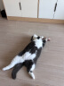 LEGENDSANDY蓝氏全价猫粮成猫幼猫天然营养猎兔烘焙猫粮1.7kg 实拍图