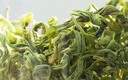 福茗源 茶叶 茉莉花茶龙珠 2025新茶茉莉香珠绣球罐装100g茶叶自己喝 实拍图