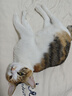高爷家猫粮益生菌冻干无谷猫粮全价猫主粮宠物猫粮益生菌冻干猫粮 肠胃护理猫粮（1.5KG+100g试吃） 实拍图